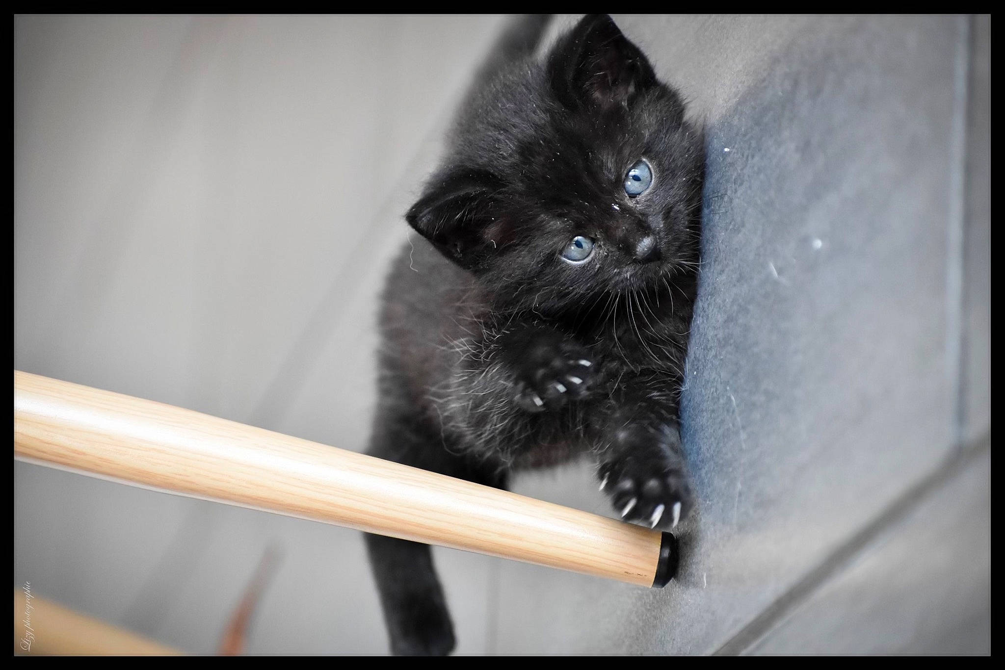 Lucky a rejoint le concours — aidez-le/la à gagner de superbes lots ! black_cat, bombay, carnivore, cat, claw, domestic_short_haired_cat, door, felidae, fur, monochrome, monochrome_photography, paw, photo_caption, small_to_medium_sized_cats, stairs, tail, terrestrial_animal, whiskers, window, wood