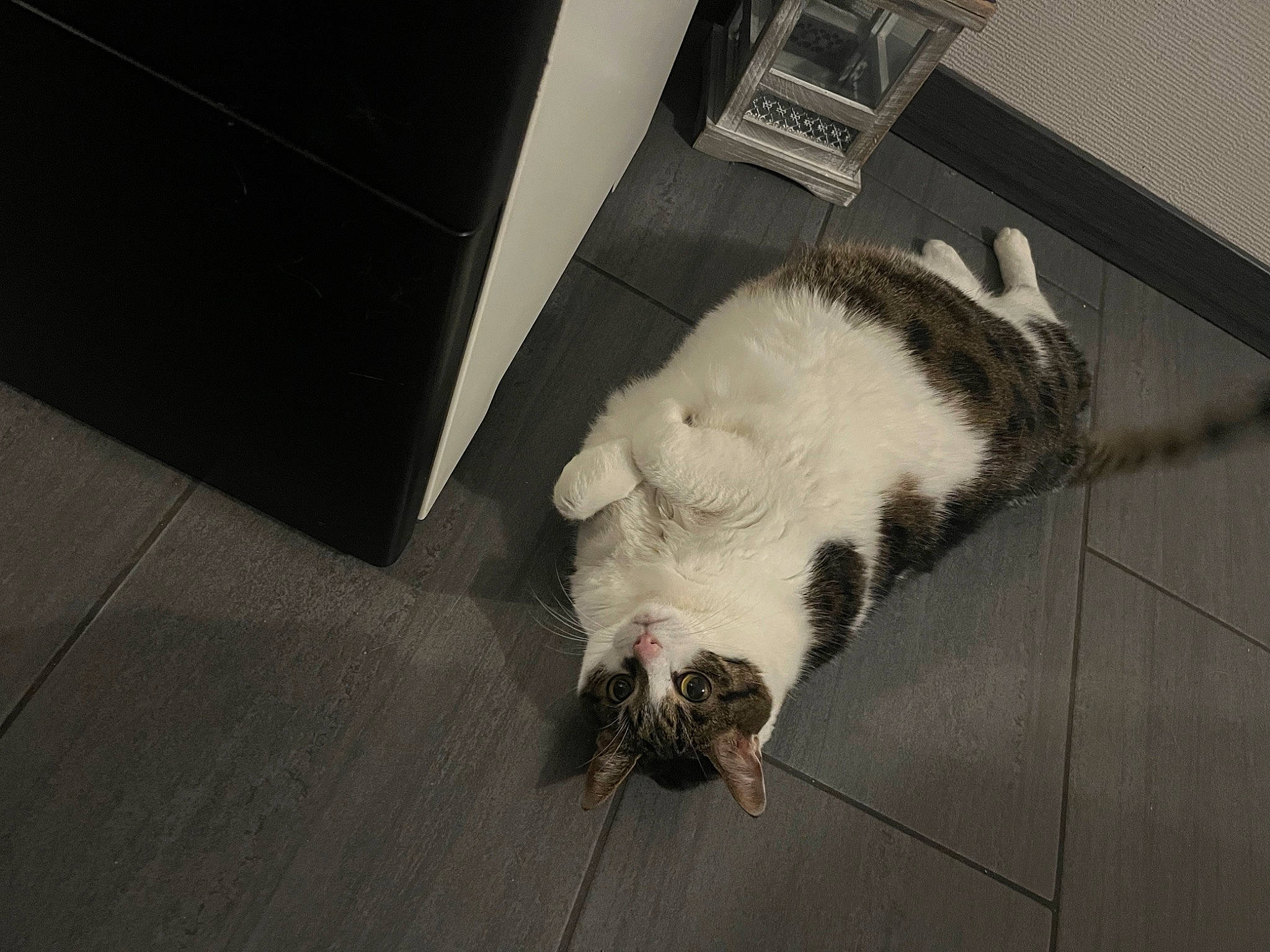 Sushy participe au concours pour gagner de l'argent avec cette photo : animal_shelter, canidae, carnivore, cat, companion_dog, dog_breed, domestic_short_haired_cat, felidae, flooring, fur, grey, livestock, paw, small_to_medium_sized_cats, snout, sporting_group, tail, terrestrial_animal, whiskers, wood