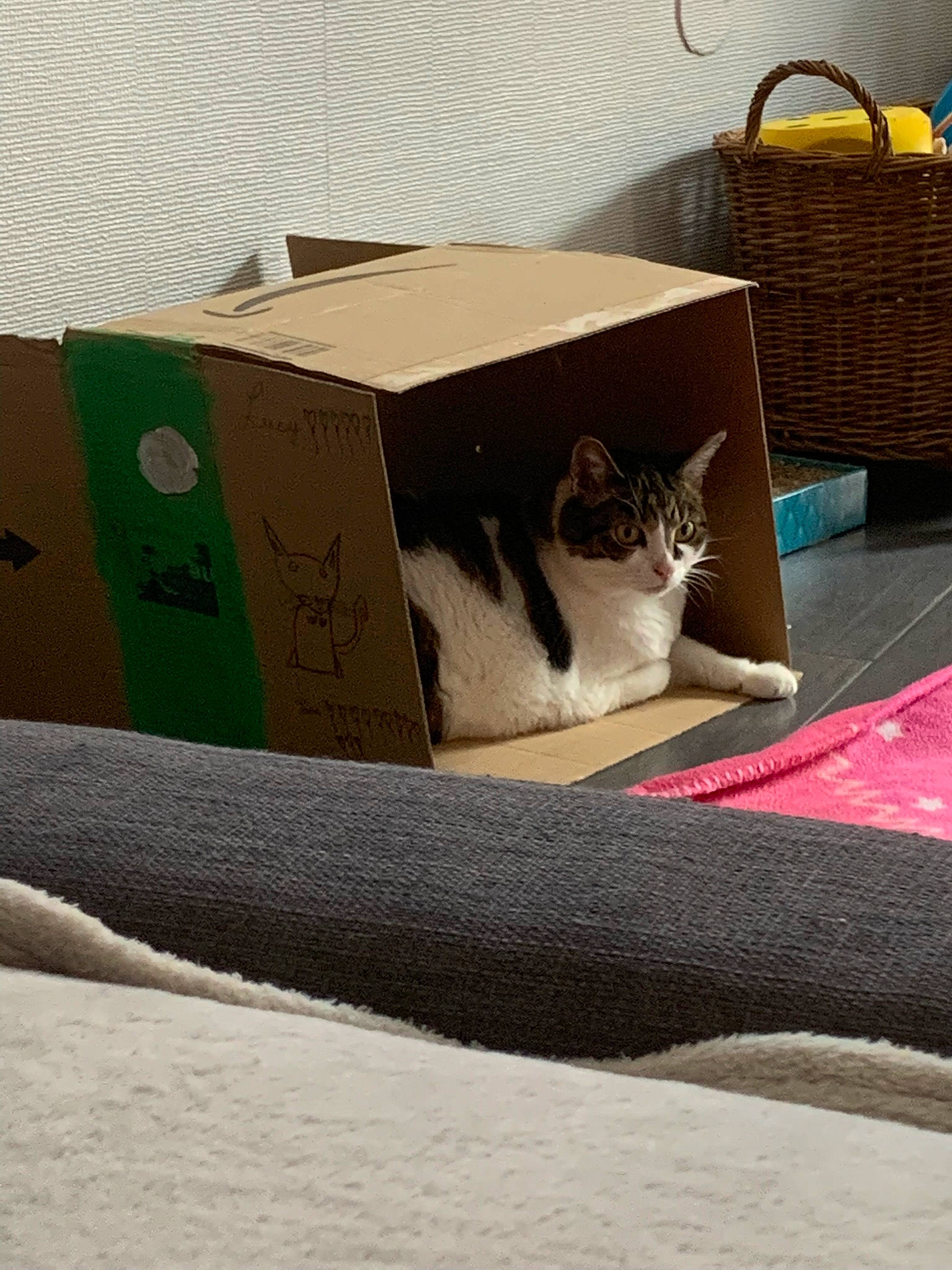 Sushy a rejoint le concours — aidez-le/la à gagner de superbes lots ! bag, box, carnivore, cat, comfort, domestic_short_haired_cat, felidae, grass, grey, linens, luggage_and_bags, packaging_and_labeling, rectangle, road_surface, sand, shipping_box, small_to_medium_sized_cats, tail, whiskers, wood