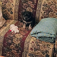 Lady is registered to the contest to win money with this photo: puppy, dog, toy, stuffed_animal, couch, floral_pattern, blanket, indoor, pet, small_dog, furniture, cute, seated, decor, cozy, animal, home, soft_toy, folded_blanket, living_room