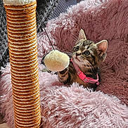 Luna is registered to the contest to win money with this photo: kitten, cat, playing, scratching_post, toy, pink_collar, furry_blanket, cozy, indoor, pet, cute, curious, feline, paw, fuzzy, resting, animal, small, young, domestic