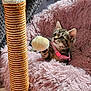 kitten, cat, playing, scratching_post, toy, pink_collar, furry_blanket, cozy, indoor, pet, cute, curious, feline, paw, fuzzy, resting, animal, small, young, domestic