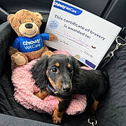 Vienna Shawsage joined the competition — help win amazing prizes! puppy, dog, plush_toy, certificate, car_seat, pink_bed, black_dog, tan_markings, stuffed_bear, pet_care, award, indoors, close_up, collar, seatbelt, soft_texture, cute, pet, animal, happy