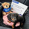 puppy, dog, plush_toy, certificate, car_seat, pink_bed, black_dog, tan_markings, stuffed_bear, pet_care, award, indoors, close_up, collar, seatbelt, soft_texture, cute, pet, animal, happy