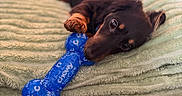 Vienna Shawsage joined the competition — help win amazing prizes! puppy, dog, toy, bone_toy, blanket, green_blanket, paw, lying_down, indoor, pet, cute, playing, soft_texture, brown_fur, black_fur, close_up, animal, relaxing, young_dog, cozy