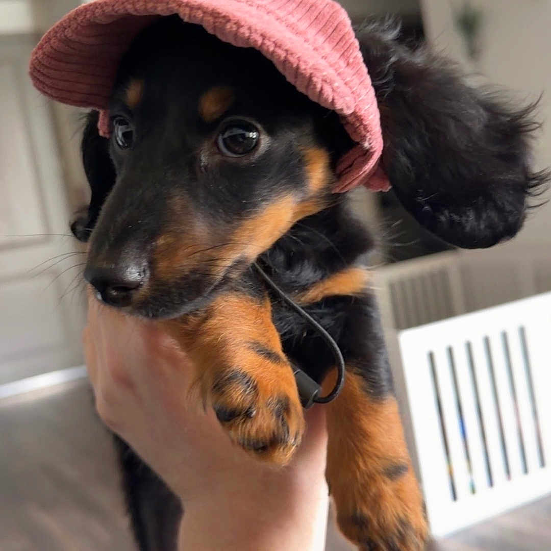 Vienna Shawsage is registered to the contest to win money with this photo: puppy, dog, black_and_tan, pink_hat, knit_cap, pet, indoor, hand_holding, curious, cute, small_dog, ears, flooring, modern_home, furniture, living_room, portrait, animal, companion, domestic