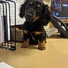 Vienna Shawsage is registered to the contest to win money with this photo: puppy, dog, dachshund, black_and_tan, desk, office, papers, monitor, curious, cute, pet, animal, small_dog, indoor, tilted_head, office_supplies, telephone, wire_mesh_holder, adorable, young_dog