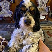 Lou is registered to the contest to win money with this photo: dog, black_and_white, curly_fur, pet, indoor, living_room, couch, vintage_chair, lamp, carpet, wood_paneling, close_up, animal, domestic_animal, fur, cute, portrait, front_view, relaxing, companion