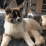 Ashtag a rejoint le concours — aidez-le/la à gagner de superbes lots ! animal, black, brown, chair, cozy, dog, floor, fluffy, fur, home, indoor, jacket, lying_down, marble_floor, paw, pet, puppy, relaxed, shadow, white