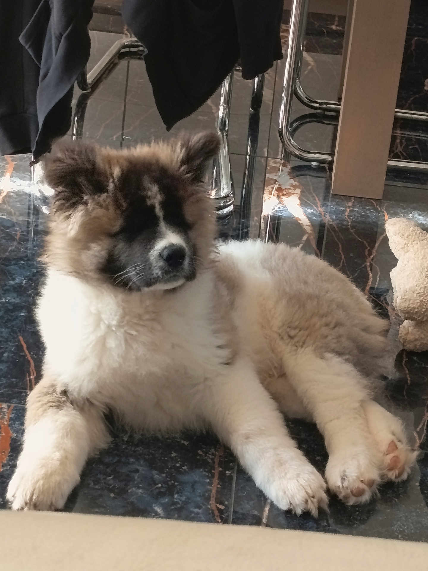 Ashtag a rejoint le concours — aidez-le/la à gagner de superbes lots ! animal, black, brown, chair, cozy, dog, floor, fluffy, fur, home, indoor, jacket, lying_down, marble_floor, paw, pet, puppy, relaxed, shadow, white