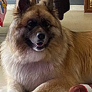 Packo participe au concours pour gagner de l'argent avec cette photo : animal, brown, comfort, cute, dog, ears, face, floor, fluffy, fur, home, indoor, lying_down, paw, pet, portrait, relaxed, smiling, toy, white