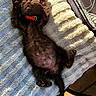 belly_up, black_cat, cat, chair, collar, cute, fur, human, kitten, outdoor, patio, paws, pet, red_collar, relaxed, sleeping, sunlight, tail, towel, vertical_photo