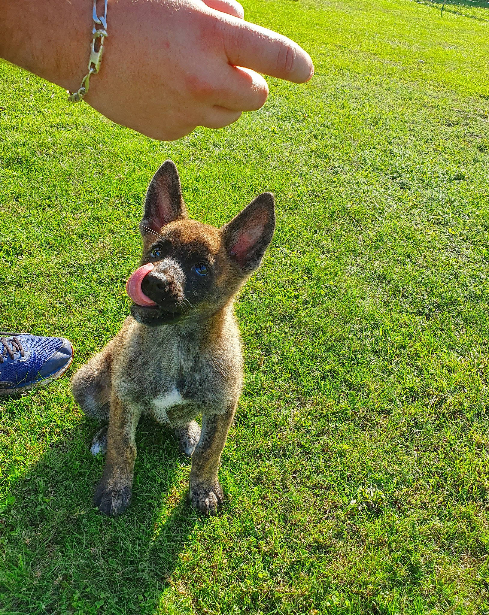 Pêche a rejoint le concours — aidez-le/la à gagner de superbes lots ! carnivore, companion_dog, dog_breed, fawn, foot, gesture, grass, grassland, groundcover, happy, lawn, pasture, people_in_nature, soil, tail, terrestrial_animal, thumb, whiskers, wrist