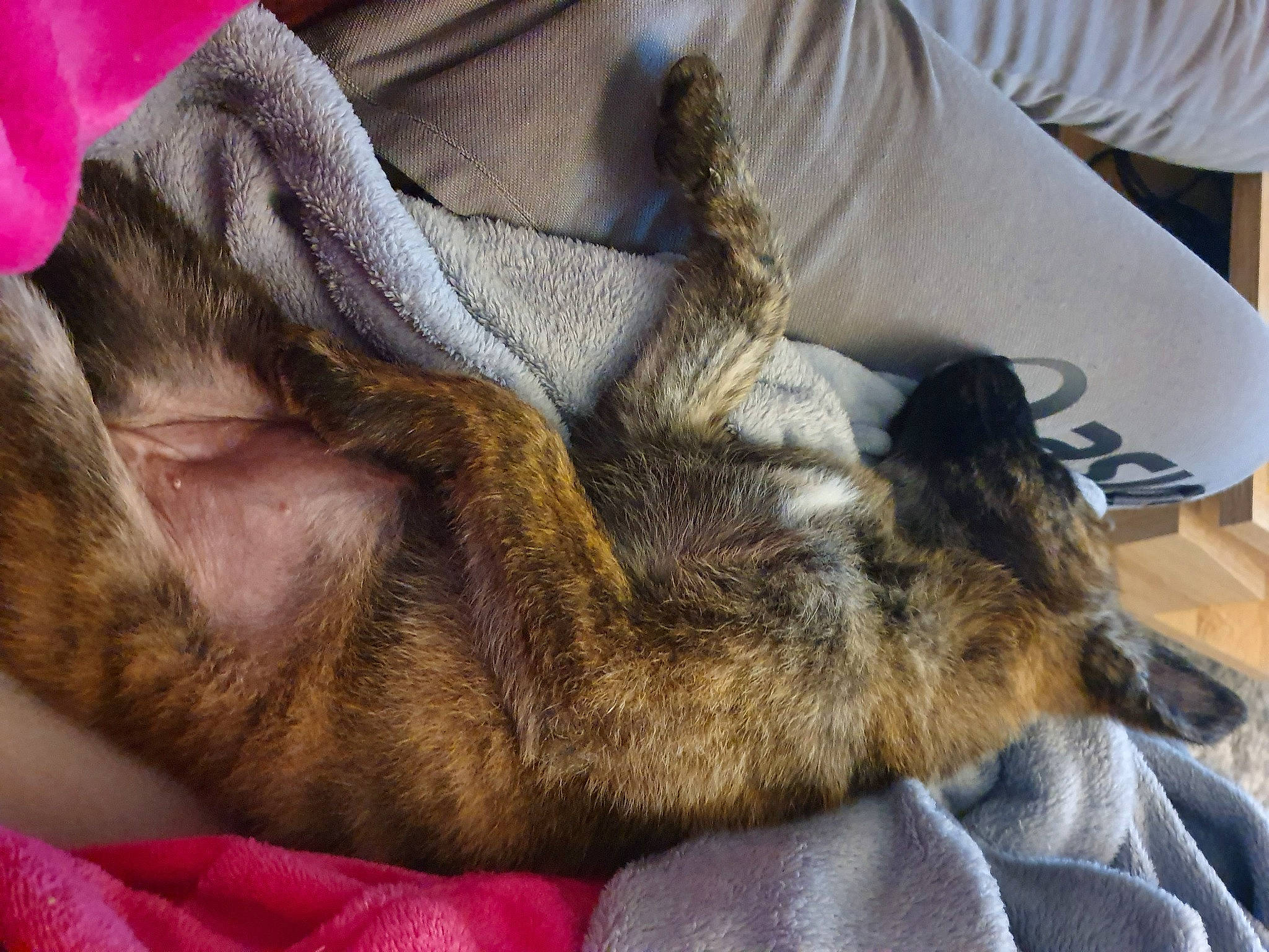 Pêche participe au concours pour gagner de l'argent avec cette photo : carnivore, cat, claw, comfort, companion_dog, dog_breed, domestic_short_haired_cat, ear, fawn, felidae, fur, grey, human_leg, linens, nap, paw, small_to_medium_sized_cats, snout, tail, whiskers