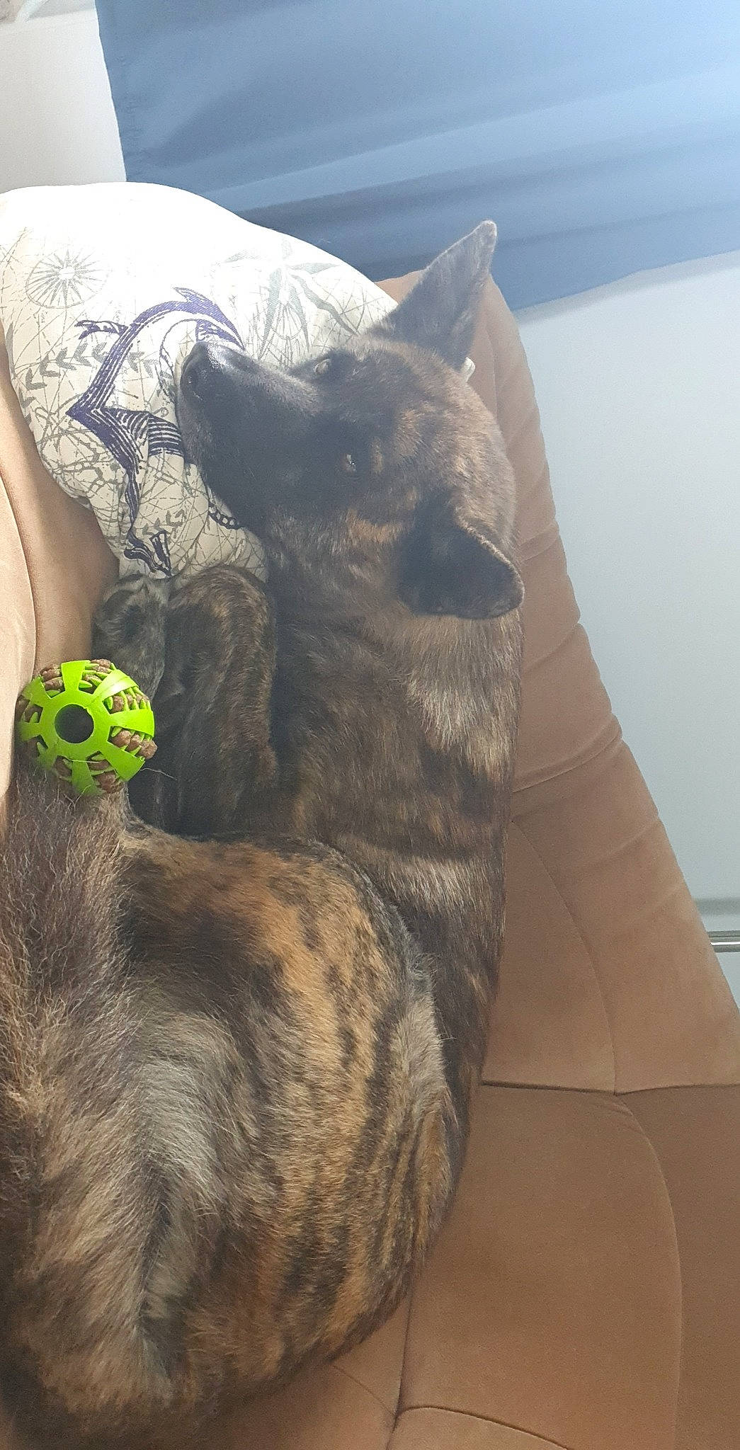 Pêche a rejoint le concours — aidez-le/la à gagner de superbes lots ! canidae, carnivore, cat, comfort, companion_dog, dog_breed, domestic_short_haired_cat, fawn, felidae, fur, grey, leg, paw, plant, small_to_medium_sized_cats, snout, sporting_group, tail, terrestrial_animal, whiskers