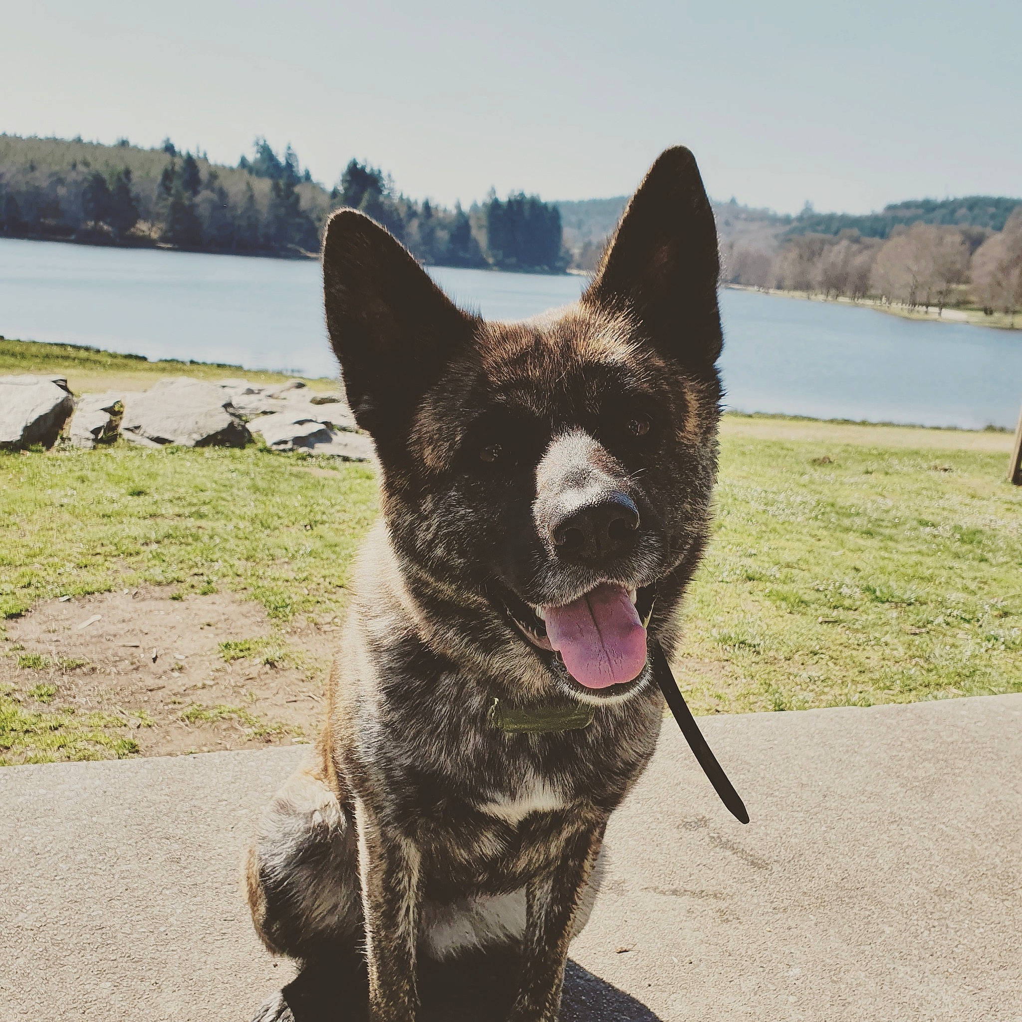 Pêche participe au concours pour gagner de l'argent avec cette photo : canidae, carnivore, collar, companion_dog, dog, dog_breed, grass, herding_dog, lake, landscape, sky, snout, sporting_group, tail, terrestrial_animal, tree, water, whiskers, working_animal, working_dog