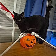 Monique a rejoint le concours — aidez-le/la à gagner de superbes lots ! black_cat, cat, halloween, pumpkin, jack_o_lantern, skeleton_hands, table, window, curtain, indoor, decor, spooky, pet, animal, orange, black, whiskers, eyes, feline, holiday