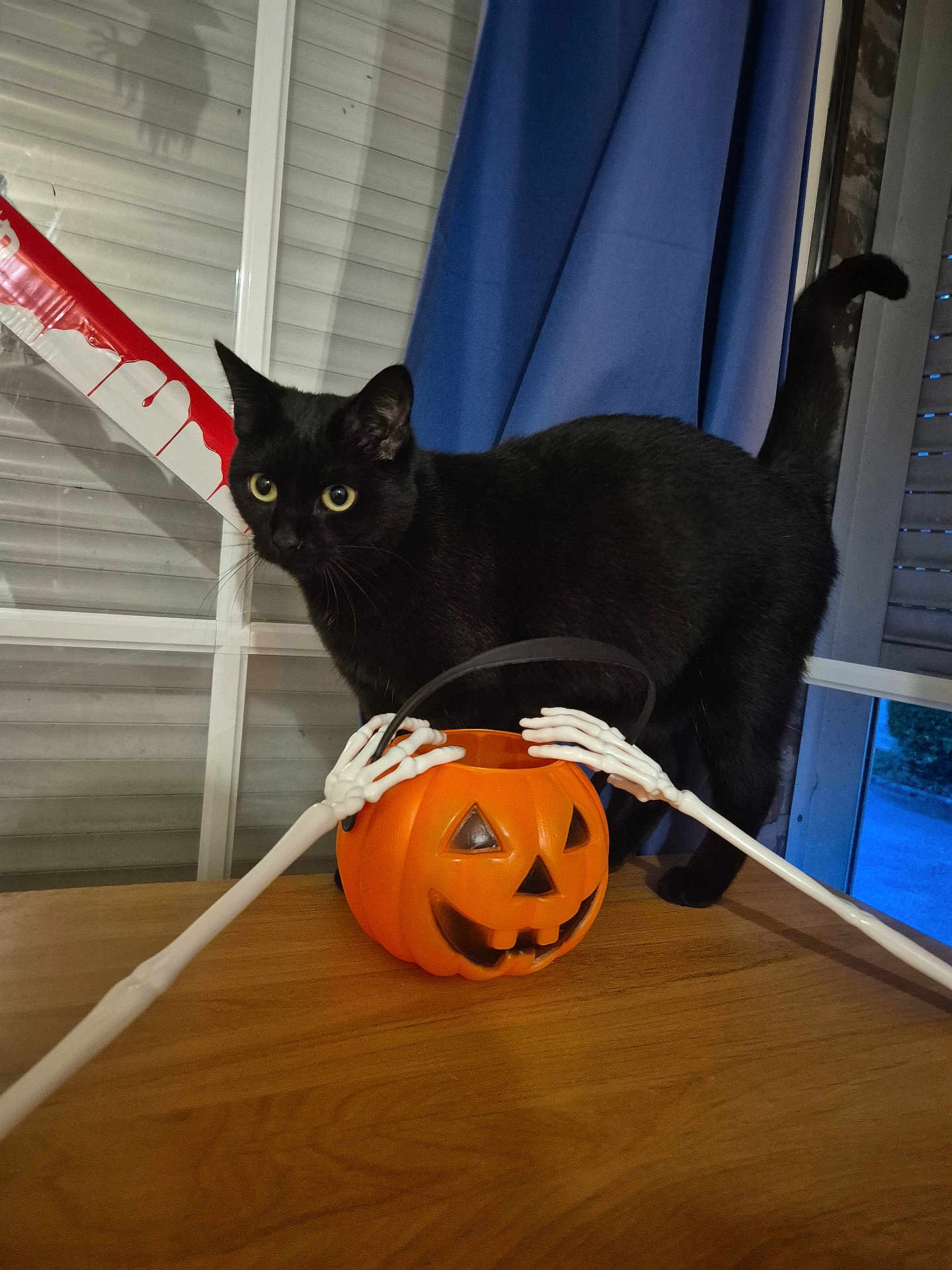Monique a rejoint le concours — aidez-le/la à gagner de superbes lots ! black_cat, cat, halloween, pumpkin, jack_o_lantern, skeleton_hands, table, window, curtain, indoor, decor, spooky, pet, animal, orange, black, whiskers, eyes, feline, holiday