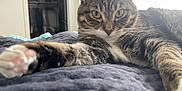 Haven is registered to the contest to win money with this photo: animal, bed, blanket, cat, close_up, domestic_cat, feline, focus, fur, green_eyes, indoor, paw, pet, portrait, relaxed, soft_light, stretching, tabby_cat, texture, whiskers