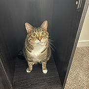 Haven joined the competition — help win amazing prizes! cat, tabby, animal, pet, feline, indoor, wooden_cubby, carpet, curious, looking_up, yellow_eyes, whiskers, paws, sitting, fur, domestic_cat, cute, small_space, home, cozy