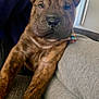 Wayne joined the competition — help win amazing prizes! puppy, dog, brindle, close_up, indoor, couch, pet, young, animal, fur, face, curious, brown, legs, snout, ears, soft_light, cozy, home, portrait