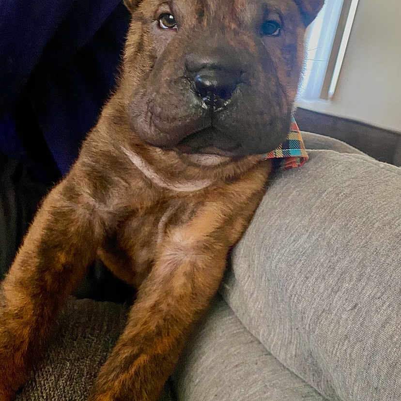 Wayne joined the competition — help win amazing prizes! animal, brindle, brown, close_up, couch, cozy, curious, dog, ears, face, fur, home, indoor, legs, pet, portrait, puppy, snout, soft_light, young