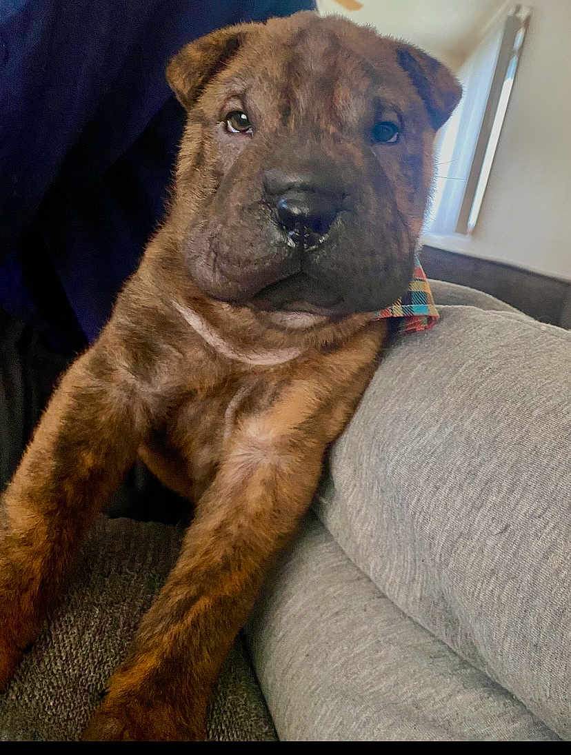 Wayne joined the competition — help win amazing prizes! puppy, dog, brindle, close_up, indoor, couch, pet, young, animal, fur, face, curious, brown, legs, snout, ears, soft_light, cozy, home, portrait