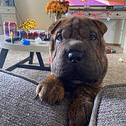 Wayne is registered to the contest to win money with this photo: dog, puppy, close_up, wrinkles, paws, couch, living_room, flowers, television, fairy_lights, carpet, table, indoor, cozy, brown, pet, furniture, home, cute, animal