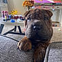 dog, puppy, close_up, wrinkles, paws, couch, living_room, flowers, television, fairy_lights, carpet, table, indoor, cozy, brown, pet, furniture, home, cute, animal
