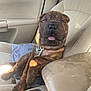 Wayne is registered to the contest to win money with this photo: puppy, dog, brindle, car_interior, car_seat, pet, tongue_out, relaxed, canine, front_seat, seatbelt, collar, sunlight, window, leather_seat, animal, cute, companion, indoor, transportation