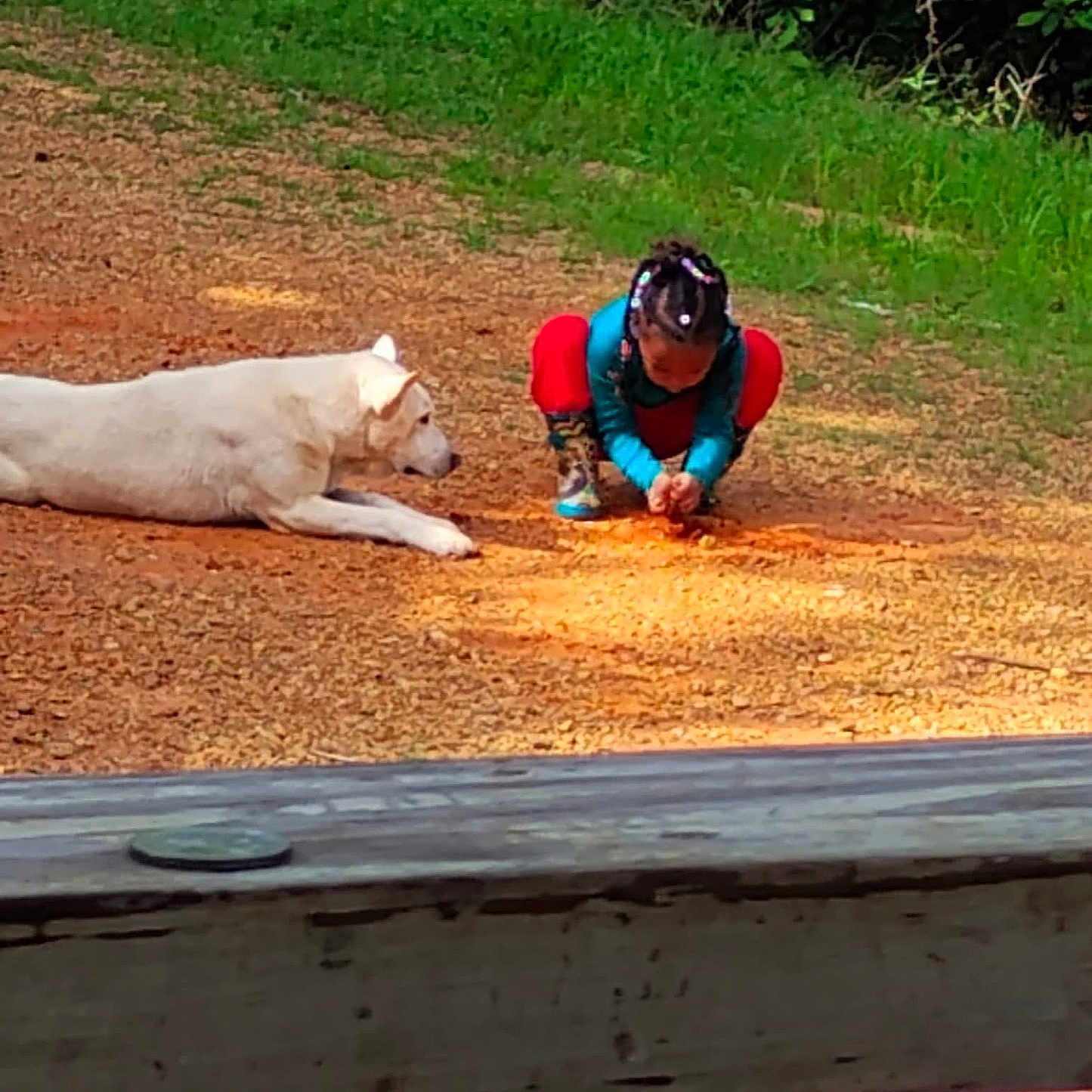 Malaysia Lamarian is registered to the contest to win money with this photo: animal, canine, dog, face, grass, head, helmet, nature, outdoors, park, person, pet, photography, plant, portrait, soil, tree, vegetation, whitedog, zoo