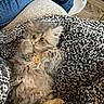 Echo joined the competition — help win amazing prizes! kitten, cat, furry, blur, blanket, texture, jeans, sock, floor, indoor, pet, animal, cute, snuggling, feline, gray, young, cozy, resting, soft