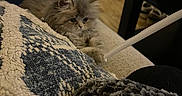 Echo is registered to the contest to win money with this photo: kitten, cat, couch, pillow, blanket, jeans, person, indoor, furniture, cozy, paw, stretching, grey_fur, texture, relaxing, home, wood_floor, legs, casual_clothing, soft