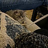 kitten, cat, couch, pillow, blanket, jeans, person, indoor, furniture, cozy, paw, stretching, grey_fur, texture, relaxing, home, wood_floor, legs, casual_clothing, soft