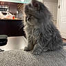 Echo is registered to the contest to win money with this photo: kitten, cat, fluffy, gray, pet, indoor, animal, feline, young, cute, fur, texture, table, kitchen, lamp, domestic, home, sitting, side_view, soft_lighting