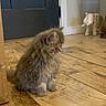 kitten, cat, fluffy, indoor, wooden_floor, door, decorative_elephant, curious, pet, animal, young_cat, feline, small, cute, brown, fur, flooring, house, room, domestic