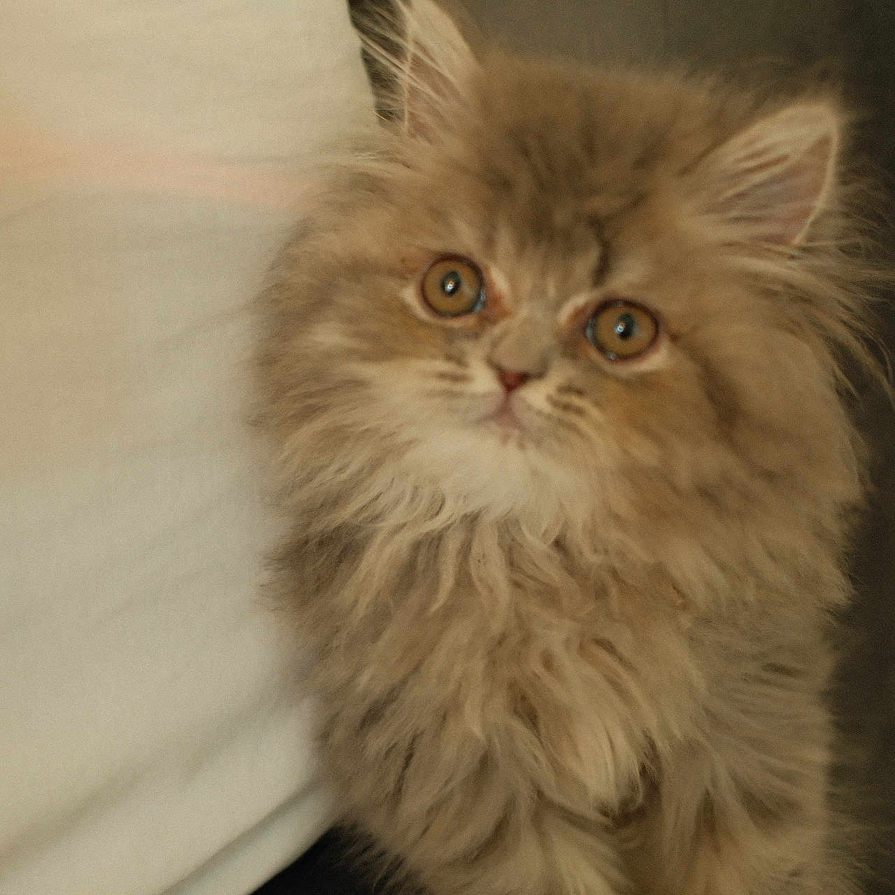 Echo is registered to the contest to win money with this photo: kitten, fluffy, cat, pet, animal, cute, fur, eyes, portrait, indoor, curious, soft, mammal, young, feline, whiskers, adorable, domestic, closeup, head