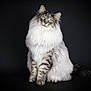 abyssinian, angora, animal, cat, kitten, manx, pet, siamese