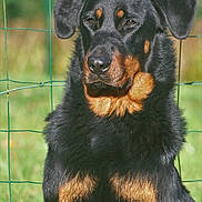Raghnild participe au concours pour gagner de l'argent avec cette photo : animal, appenzeller, beagle, canine, cockerspaniel, dog, germanshepherd, grass, hound, labradorretriever, newfoundland, pet, plant, puppy, snout