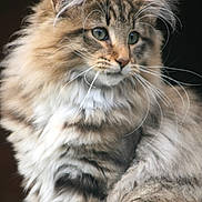 Véry Chic participe au concours pour gagner de l'argent avec cette photo : animal, cat, close_up, cute, domestic_animal, ears, eyes, face, feline, fluffy, indoor, long_hair, mammal, natural_light, pet, portrait, soft_fur, striped, tabby, whiskers