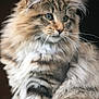 animal, cat, close_up, cute, domestic_animal, ears, eyes, face, feline, fluffy, indoor, long_hair, mammal, natural_light, pet, portrait, soft_fur, striped, tabby, whiskers