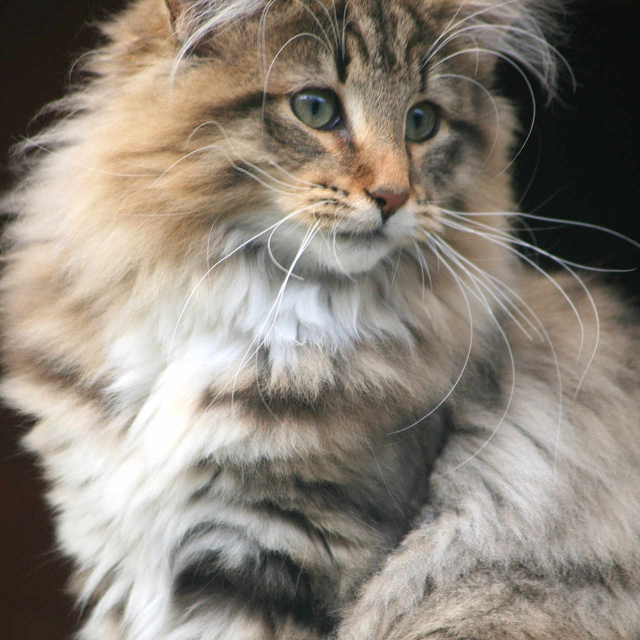 Véry Chic participe au concours pour gagner de l'argent avec cette photo : animal, cat, close_up, cute, domestic_animal, ears, eyes, face, feline, fluffy, indoor, long_hair, mammal, natural_light, pet, portrait, soft_fur, striped, tabby, whiskers