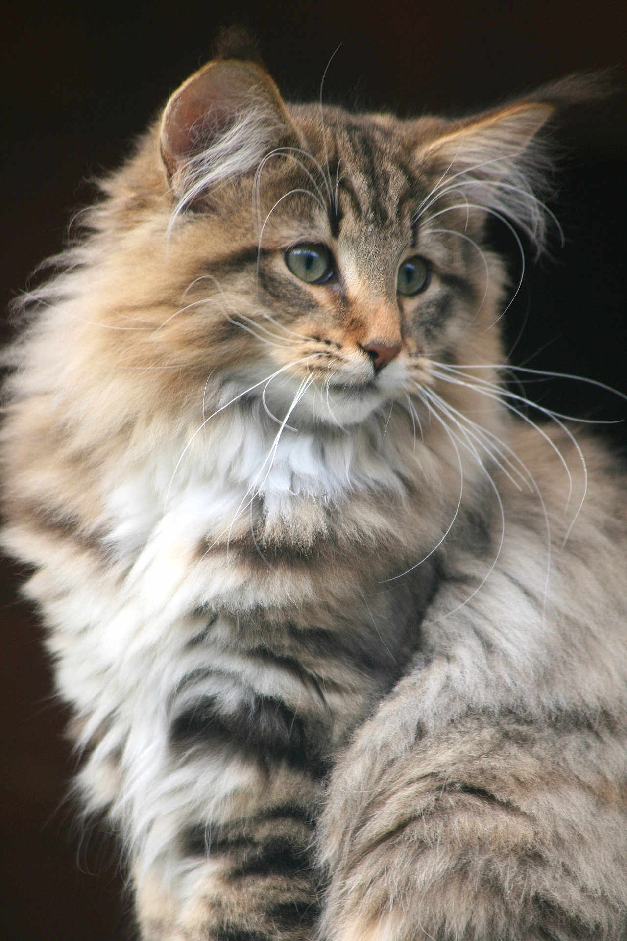Véry Chic participe au concours pour gagner de l'argent avec cette photo : animal, cat, close_up, cute, domestic_animal, ears, eyes, face, feline, fluffy, indoor, long_hair, mammal, natural_light, pet, portrait, soft_fur, striped, tabby, whiskers
