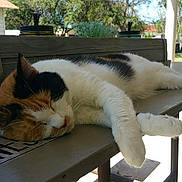 Georgia Peach is registered to the contest to win money with this photo: cat, calico_cat, sleeping, bench, outdoor, patio, succulent, jar, sunlight, shadow, whiskers, paw, fur, porch, tree, leaves, relaxation, nap, pet, closeup