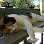 cat, calico_cat, sleeping, bench, outdoor, patio, succulent, jar, sunlight, shadow, whiskers, paw, fur, porch, tree, leaves, relaxation, nap, pet, closeup