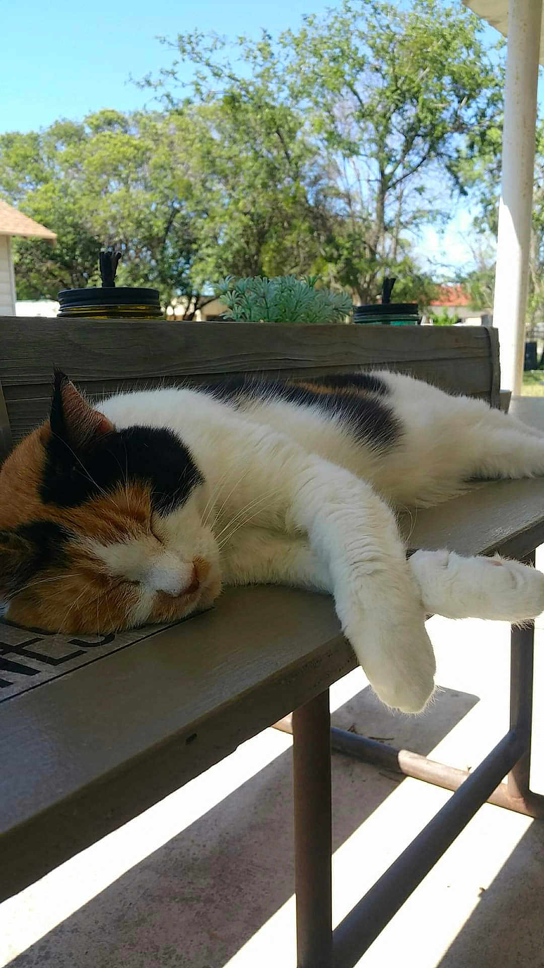 Georgia Peach is registered to the contest to win money with this photo: cat, calico_cat, sleeping, bench, outdoor, patio, succulent, jar, sunlight, shadow, whiskers, paw, fur, porch, tree, leaves, relaxation, nap, pet, closeup