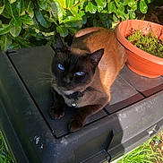 Mirabelle a rejoint le concours — aidez-le/la à gagner de superbes lots ! cat, siamese_cat, blue_eyes, pet, animal, outdoor, sunlight, greenery, plant, terracotta_pot, black_surface, nature, relaxed, feline, whiskers, collar, grass, daylight, closeup, garden