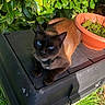 cat, siamese_cat, blue_eyes, pet, animal, outdoor, sunlight, greenery, plant, terracotta_pot, black_surface, nature, relaxed, feline, whiskers, collar, grass, daylight, closeup, garden