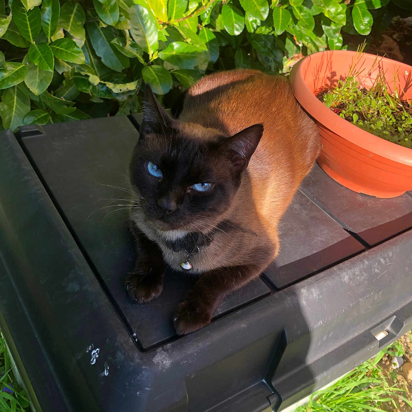 Mirabelle