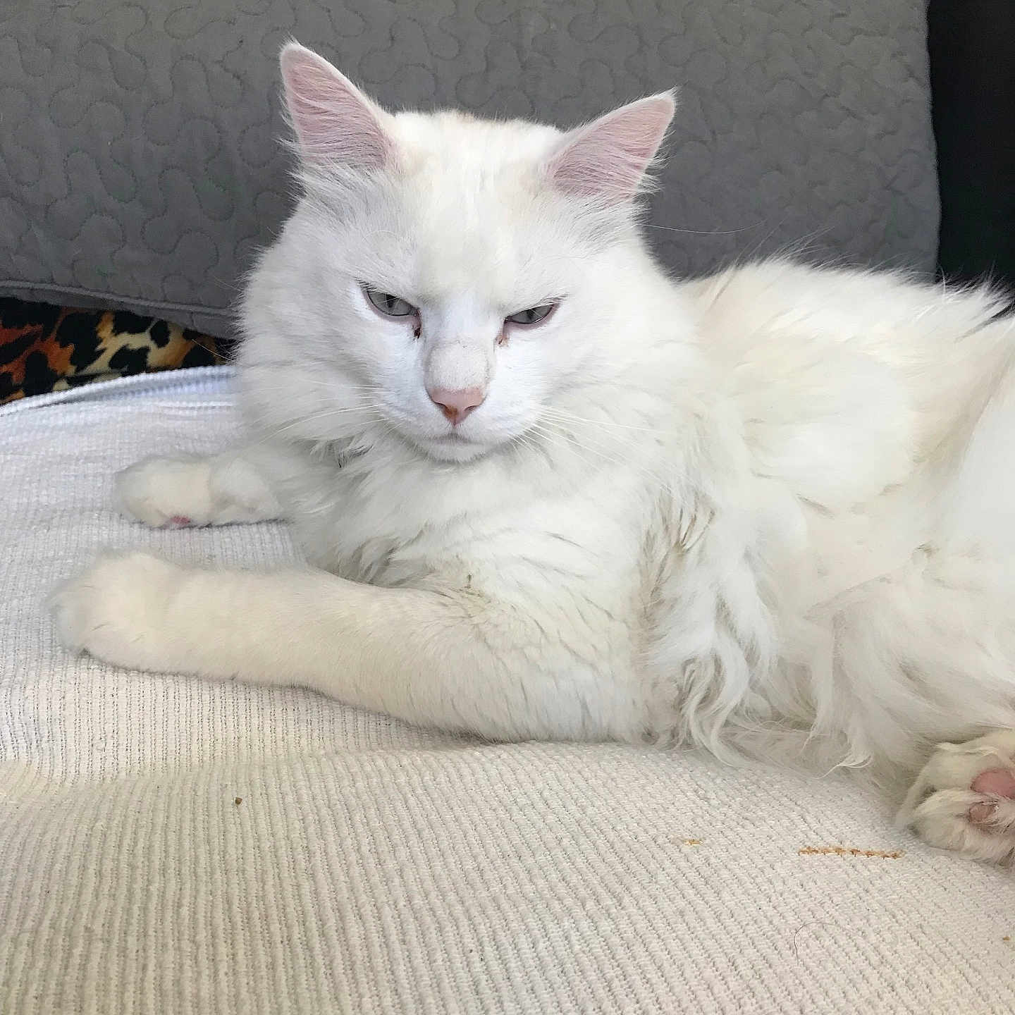 Morphée a rejoint le concours — aidez-le/la à gagner de superbes lots ! cat, white_cat, fluffy, pet, animal, indoor, resting, feline, cute, fur, relaxed, laying, closeup, domestic_cat, whiskers, pink_nose, ears, cozy, soft_texture, home